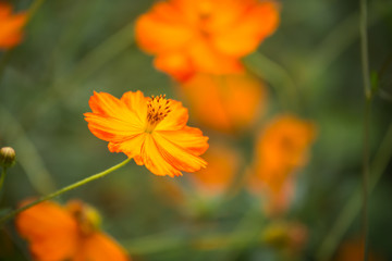 Flowers with orange color