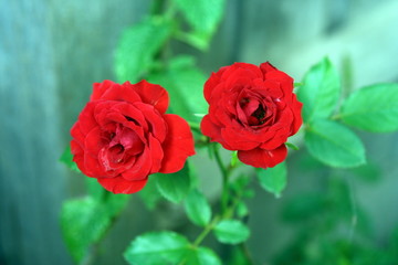 Miniture red Roses