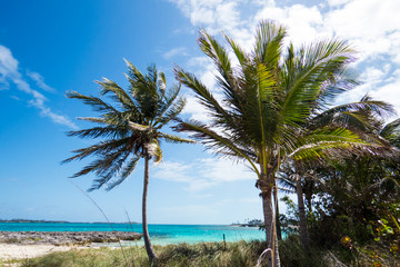 A peaceful day with palm trees near the beach and the ocean. New Providence, Nassau, Bahamas.