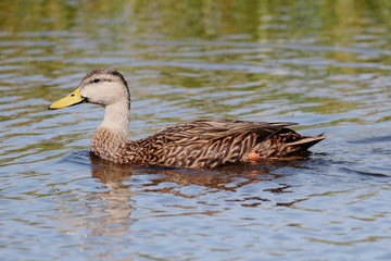 Mottled Duck In The Florida Everglades