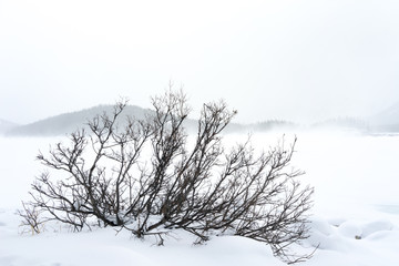 Brush in a Foggy Snowy Landscape