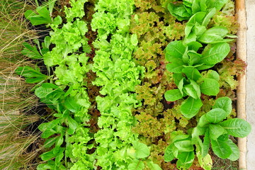 Growing Organic vegetable farms for Background.