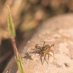 Running Crab Spider Sitting on Rock