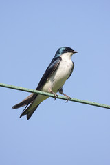 Tree Swallow on a wire