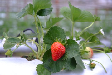 strawberry  in strawberry garden