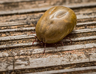 Dog tick gorged with blood