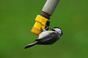 Black-capped chickadee on water hose end