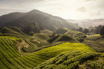 Hügel mit Teefelder im Morgenlicht