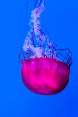 Graceful jellyfish swimming in an aquarium. Colorful sea creature on vivid blue background. © studiolaska