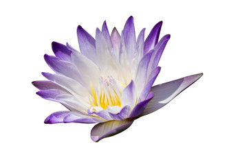 Beautiful purple waterlily or lotus flower isolated with clipping path.