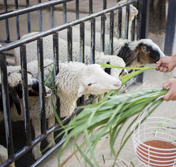 Sheeps in farm. Sheeps enjoy eating grass in farm with selective focus.