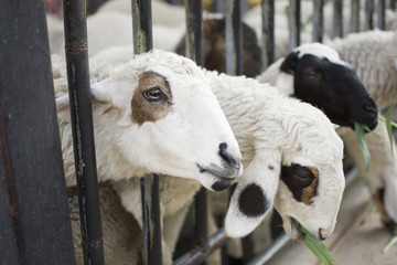 Sheeps in farm. Sheeps enjoy eating grass in farm with selective focus.