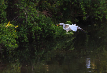 Great Egret in Flight over water wings spread