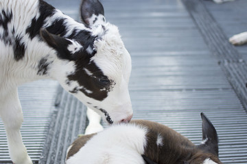 Cows in farm. Calf play happily. Dairy cows. selective focus.