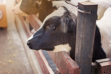 Cows in farm. Dairy cows. selective focus.