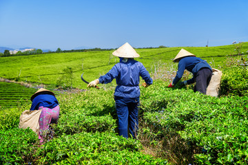 Workers in hats picking fresh bright green tea leaves