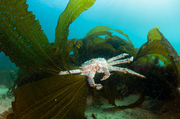 King crab in algae (laminaria japonica)
