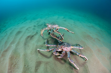 King crabs on the seabed