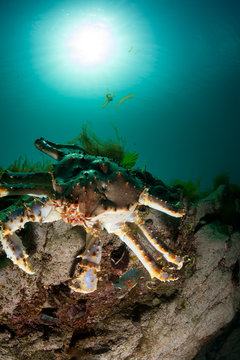 King crab on the rock in the deep sea