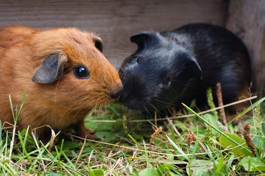 two guinea pigs