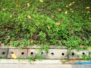 grasses and leaves on the ground with waterspout