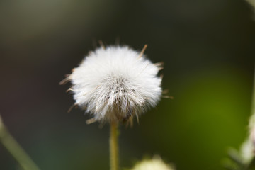 white flower plant make it feels soft and smooth