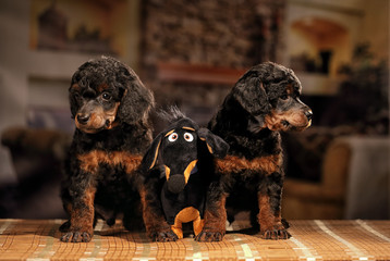 black and tan poodles