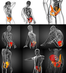 3d rendering medical illustration of the pelvis bone