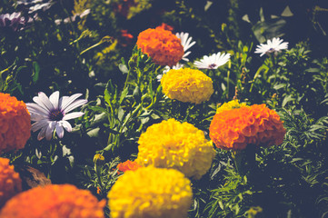 Fototapeta na wymiar sunlight over marigold flowers in garden, spring background