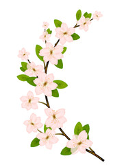 Blooming branch vector with pink spring blossom.