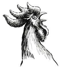 Obraz premium Rooster