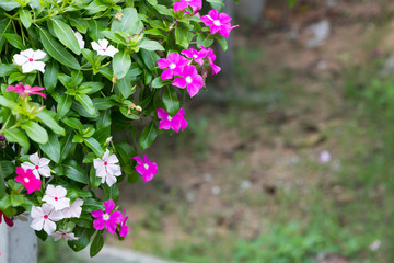 Pink and white phlox paniculata flowers
