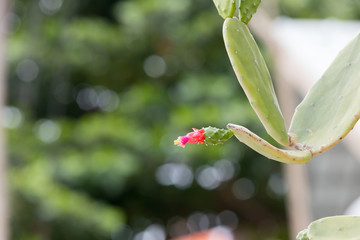 Small red cactus flower