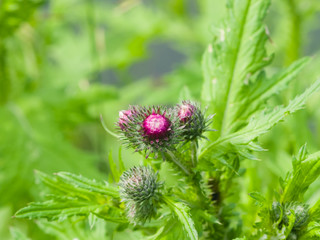 Blooming Thistle, Carduus, flower and buds macro with bokeh background, selective focus, shallow DOF