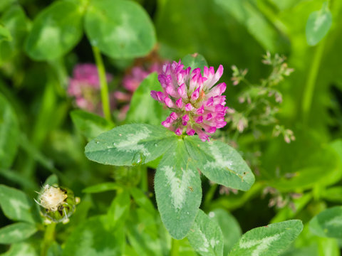 Flowers and leaves of Red Clover, Trifolium pratense, with bokeh background macro, selective focus, shallow DOF