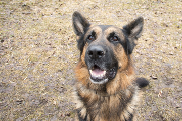 German shepherd dog in sunny autumn day