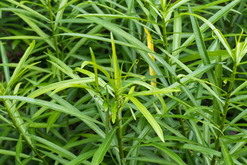 Tropical leaves background, pattern, macro green
