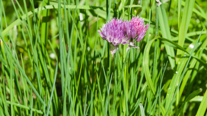 Purple chives blossom at flowerbed macro, selective focus, shallow DOF