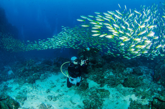 Underwater photographer is taking picture of Tropical Fish. Seascape nature ambient shot of scuba activity and wildlife. Active vacation and nature conservation.