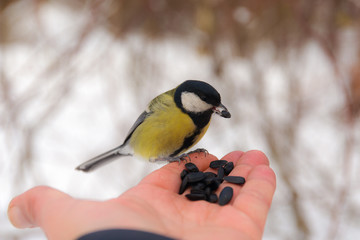 Titmouse on the palm