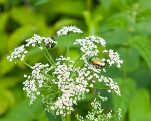 Two Green Rose Chafer, Cetonia Aurata, feeding on white flowers of Bishop's weed, macro, selective focus, shallow DOF