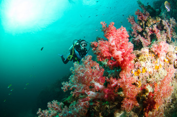 Naklejka na ściany i meble Scuba Diver swims over Coral Reef with Tropical Fish, Undersea, Underwater life,