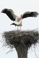 Storks is during mating. Spring-nesting birds. Migratory birds have already returned to their nests.