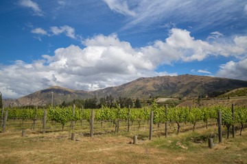 Fototapeta na wymiar View from winery in Central Otago, South Island, New Zealand. Beautiful green vineyard with mountains and hills on the background. Vineyard under a blue summer sky.
