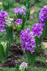 Naklejka premium Pink hyacinth spring blooming flower in garden.