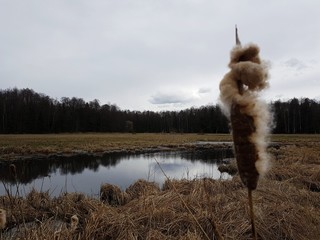 Środowisko naturalne © michalsen