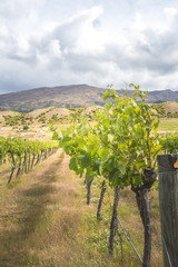 View from winery in Central Otago, South Island, New Zealand. Beautiful green vineyard with mountains and hills on the background. Vineyard under a blue summer sky.