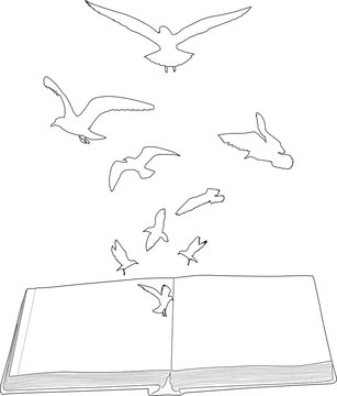 seagull contours flying above open book on white