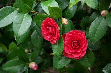 Camellia japonica flowers - 142434162