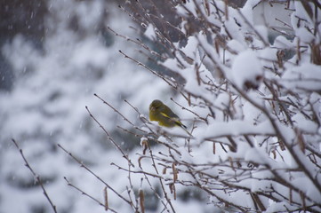 Kohlmeise im Schnee